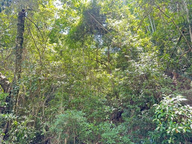 南投埔里農地-2