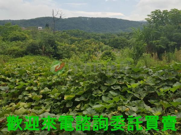 三芝農地-8