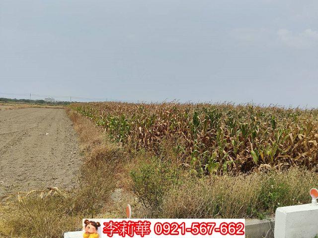 台南佳里農地-8