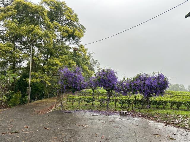 埔里農地-2