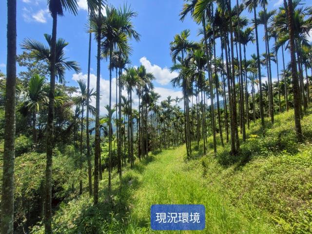 南投國姓農地-6