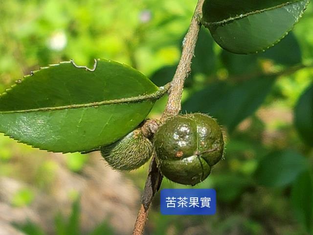 南投國姓農地-7