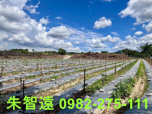 玉井農地-15