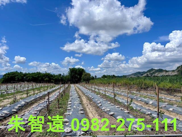 玉井農地-7