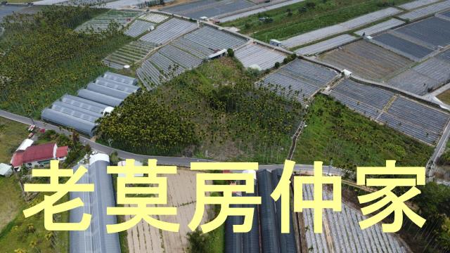 魚池農地-9