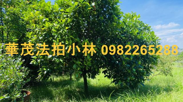 台南農地-9