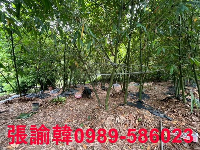 南投草屯山坡地-11