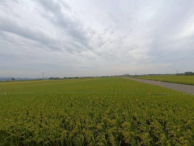 東山農地-2