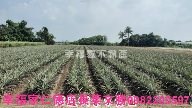 善化農地-5
