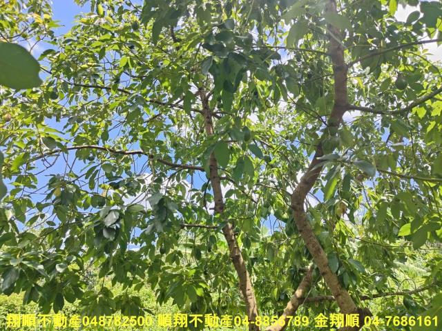 南投中寮農地-10