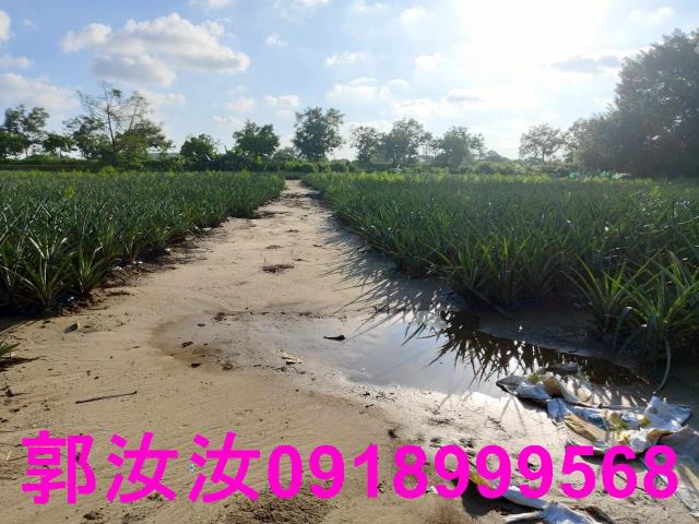關廟農地-3