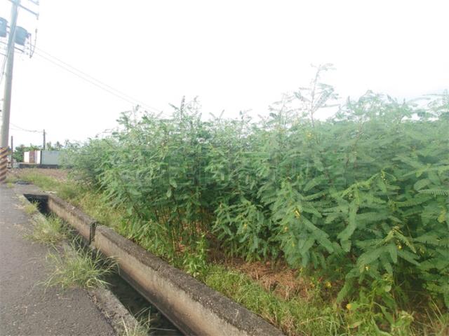 大寮農地-9