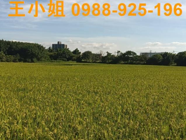 大園農地-7