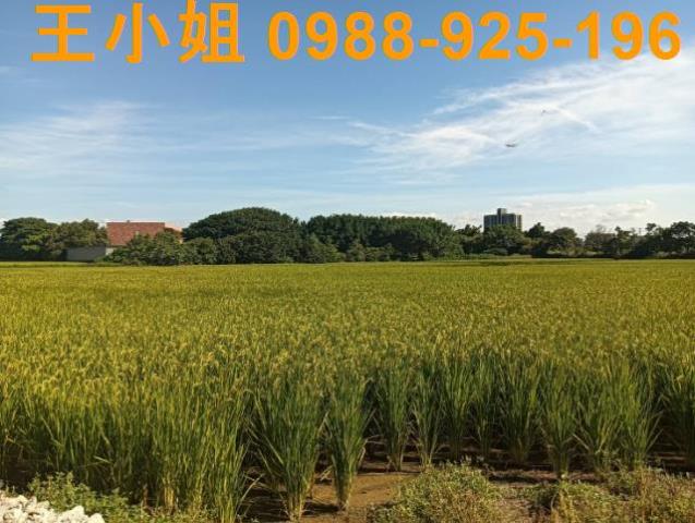 大園農地-8