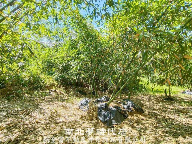 左鎮農地-7