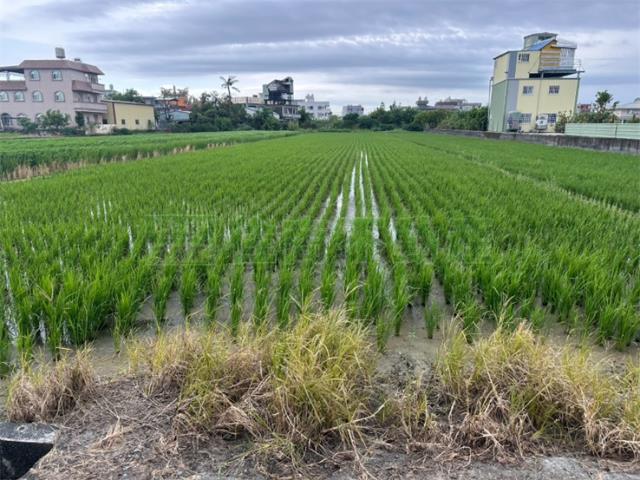 高雄橋頭農地-7