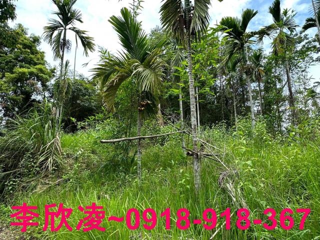 古坑農地-4
