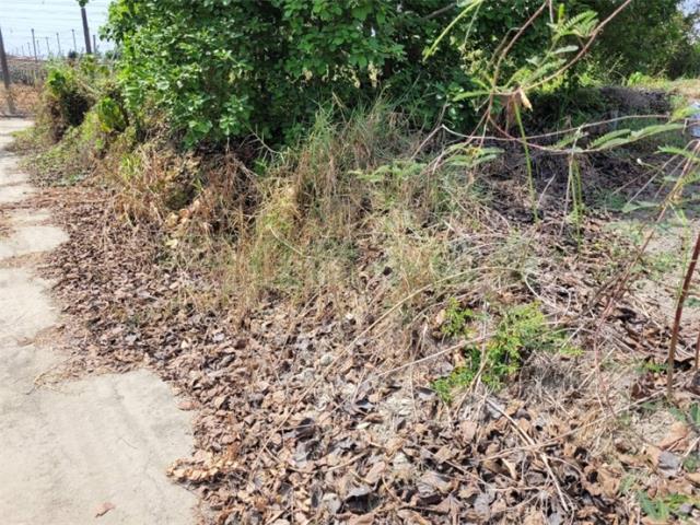 高雄阿蓮農地-6