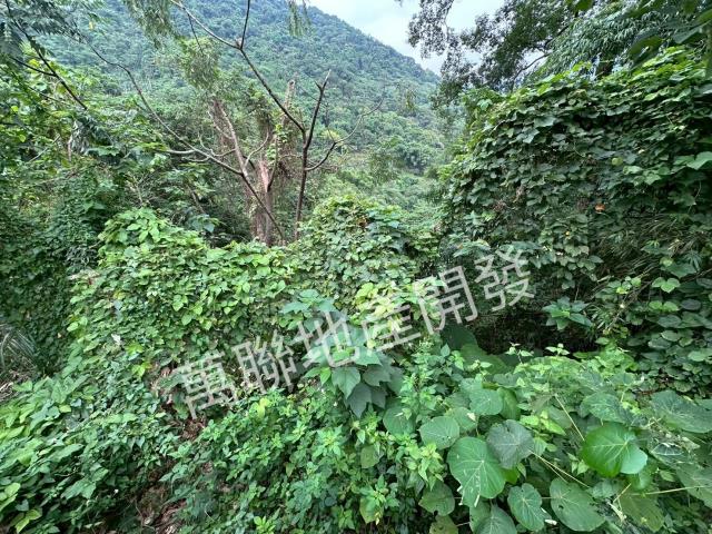 台中山坡地保育區林業-5