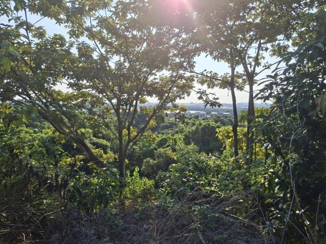 高雄阿蓮農地-1