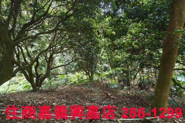 番路農地-5