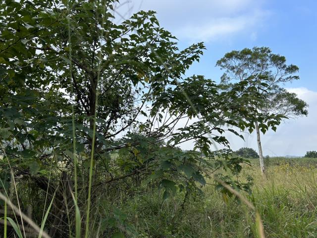 苗栗西湖工業地-1