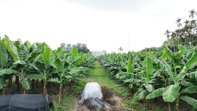 草屯農地-3