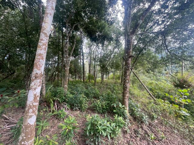 南投鹿谷農地-10