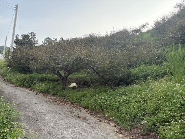 台中東勢山坡地-1