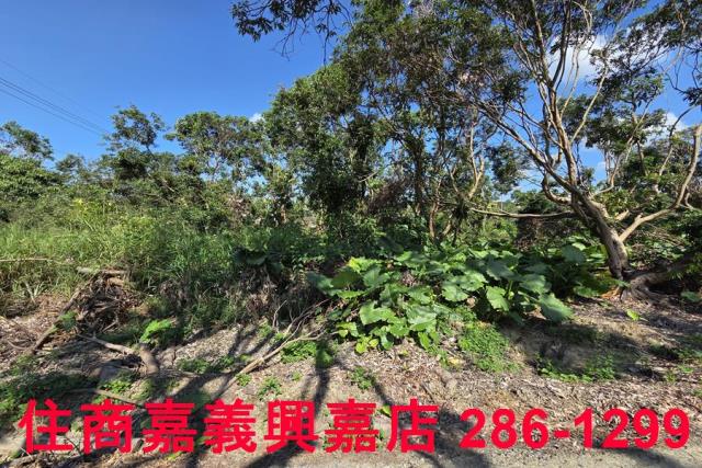 嘉義水上農地-8