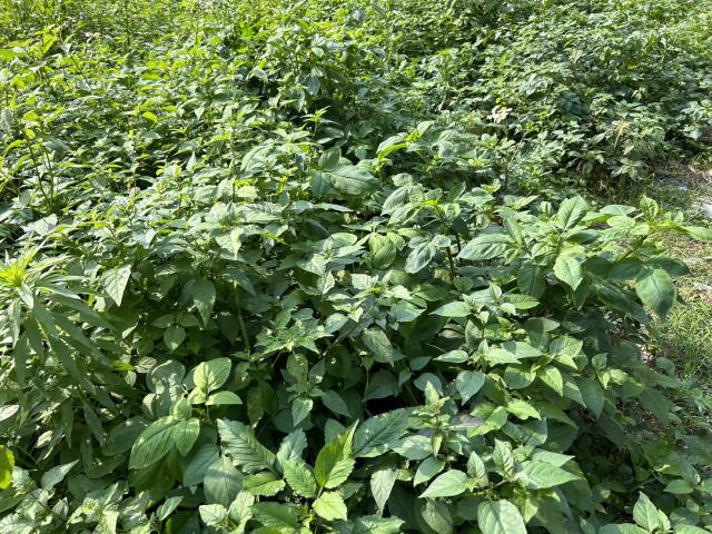 新北八里工業地-4