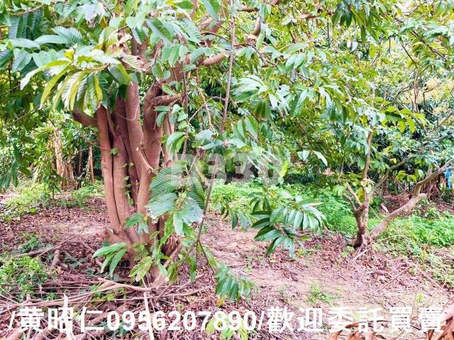 台南佳里建地-8