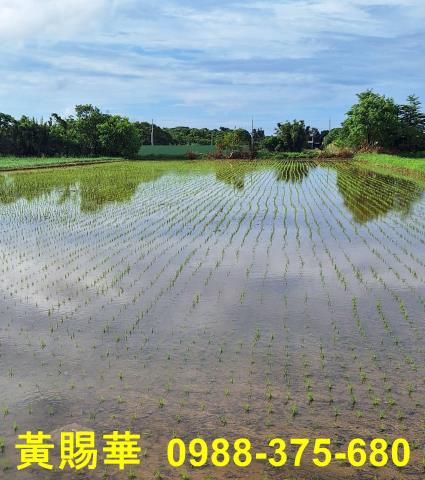 楊梅農地-4
