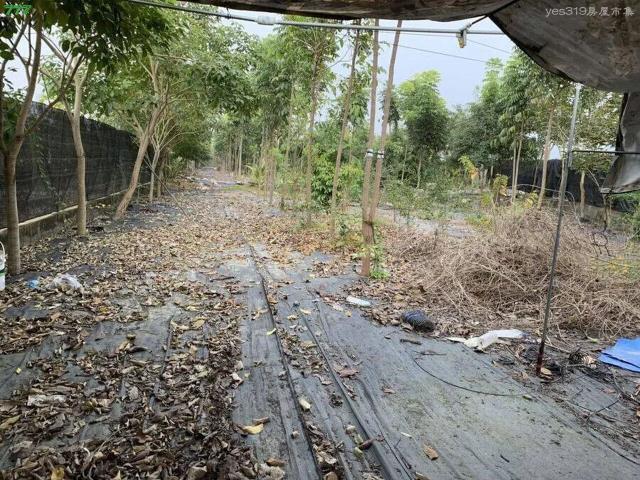 屏東高樹農地-3