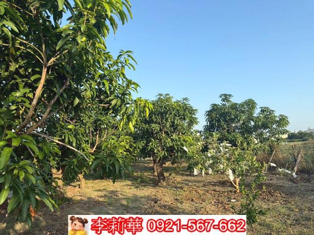 台南安定農地-11