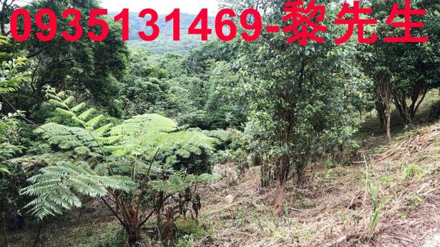 新竹關西農地-15