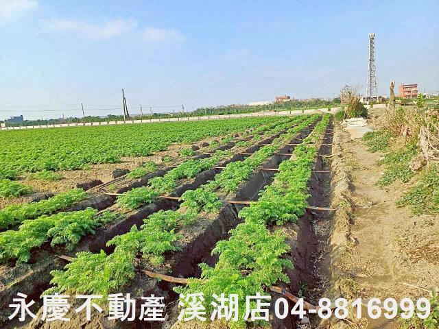 芳苑農地-8