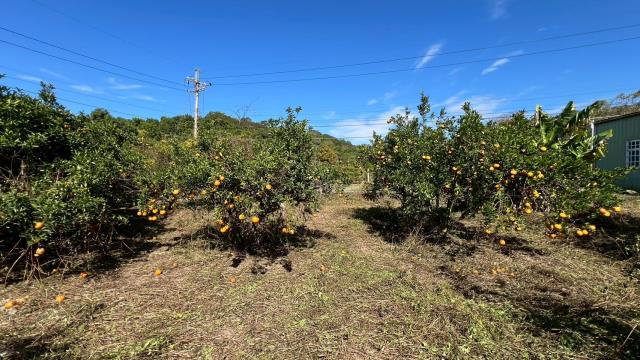 苗栗頭份農地-3