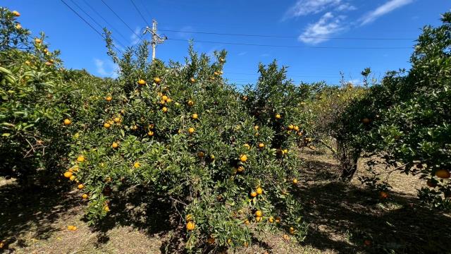 苗栗頭份農地-6