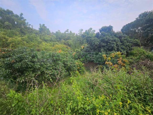 高雄大樹農地-8