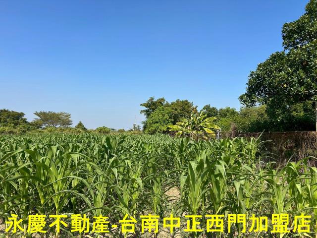 台南新化農地-5