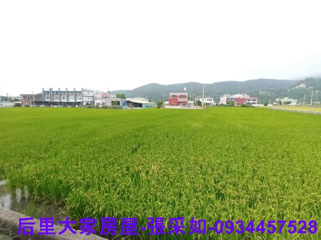 苗栗苑裡農地-7