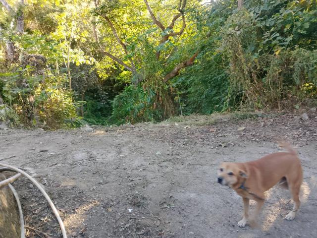 台中太平農地-15