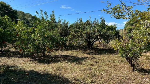 苗栗頭份農地-11