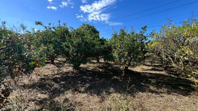 苗栗頭份農地-2