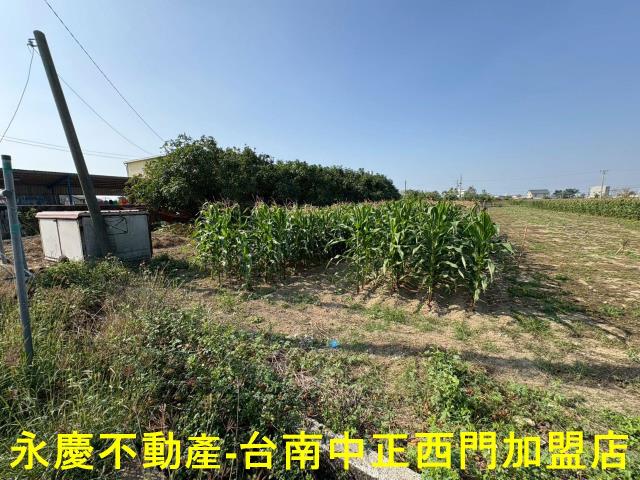 鹽水農地-12