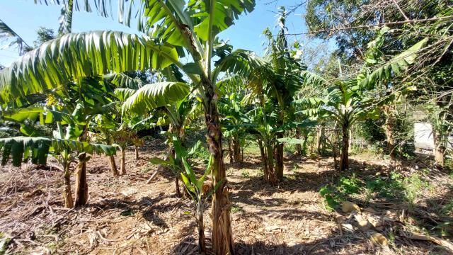 新竹新埔農地-12