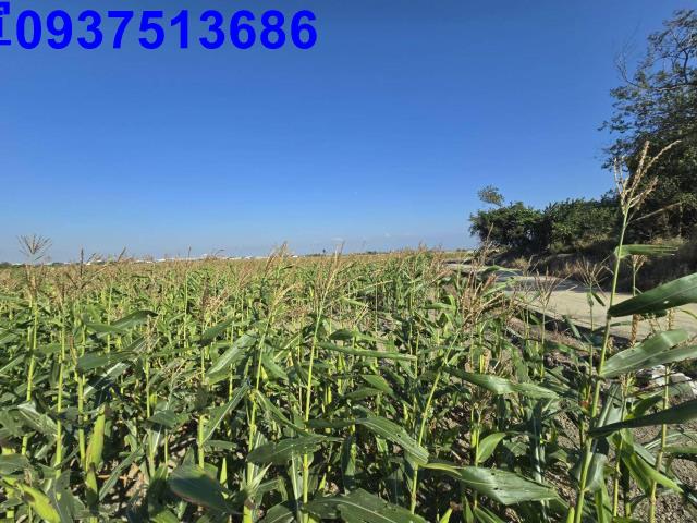 嘉義新港農地-2