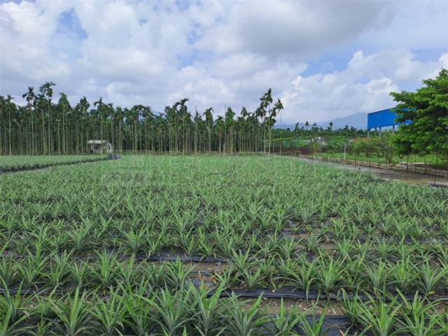 潮州農地-1