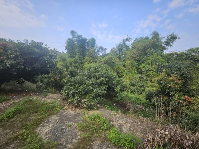 高雄大樹農地-11